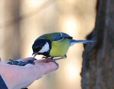 Отпущу, как синицу, тебя...