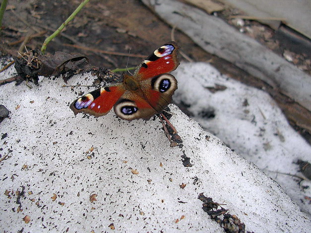 Прощание бабочки