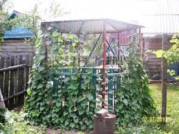 И снова утро и плетень