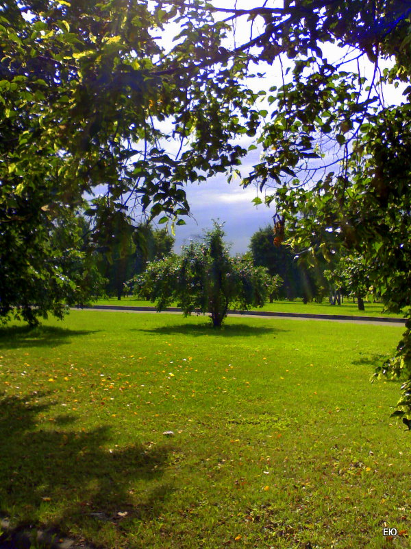 Я в небе не увидела стрижей