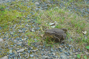 Сказка О чем мечтает Квакву