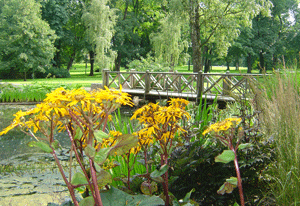 Девкина мечта