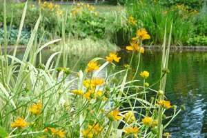 Сказка О том, как старая щука рассказала Квакву о