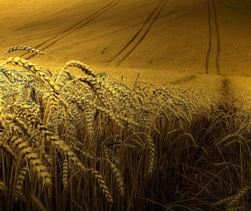 Фильм-притча Краюха