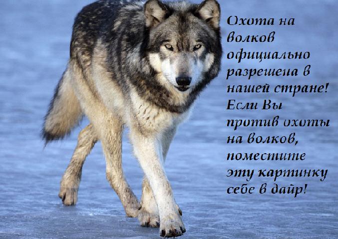 Раненый зверь умирает