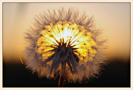 Радость одуванчика... - яс