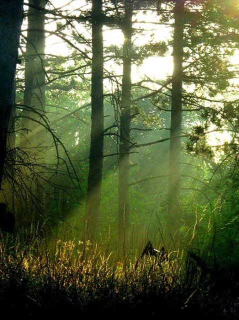 Утренний Лес (Вячеслав Райхлин) / Стихи.ру