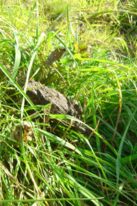 Сказка О том, как Квакву узнала, что ее Звезда хол