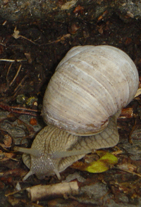 Сказка О том, как Квакву узнала про темп