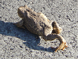 Cказка О том, как Квакву познакомилась с лягушкой