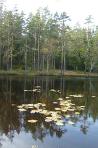 Сказка О том, как Квакву узнала про Полярную Звезд