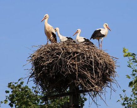 Вьют гнёзда аисты, вьют...