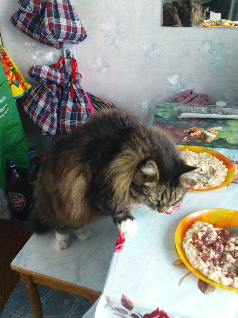 Жизнь собачья