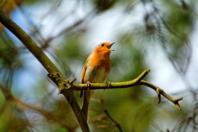 Странники...