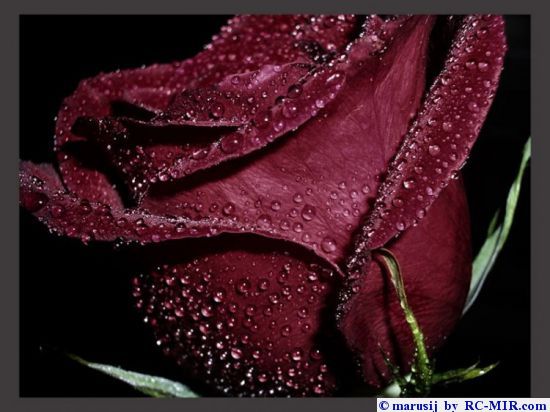 Глотая слёзы, плакала душа...