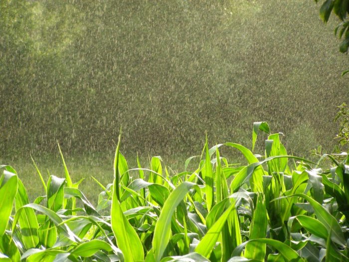 Брызги дождя