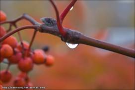 Печально склонилась рябина