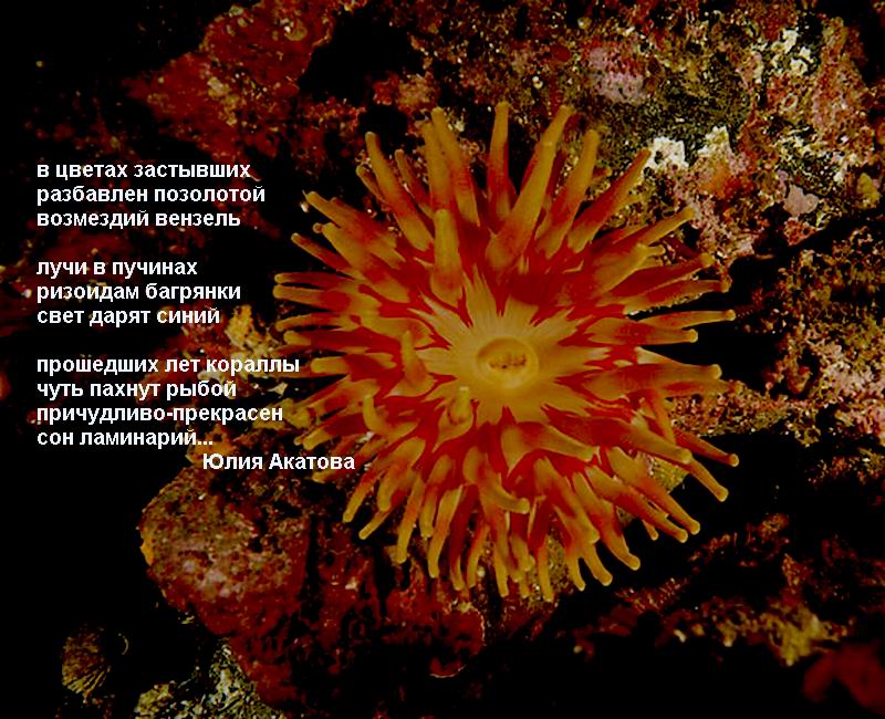 Цепочки ясов для совм. венков сонетов-матр. ч. 2