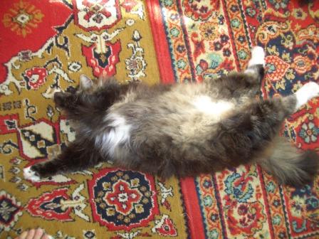 Любимец мой