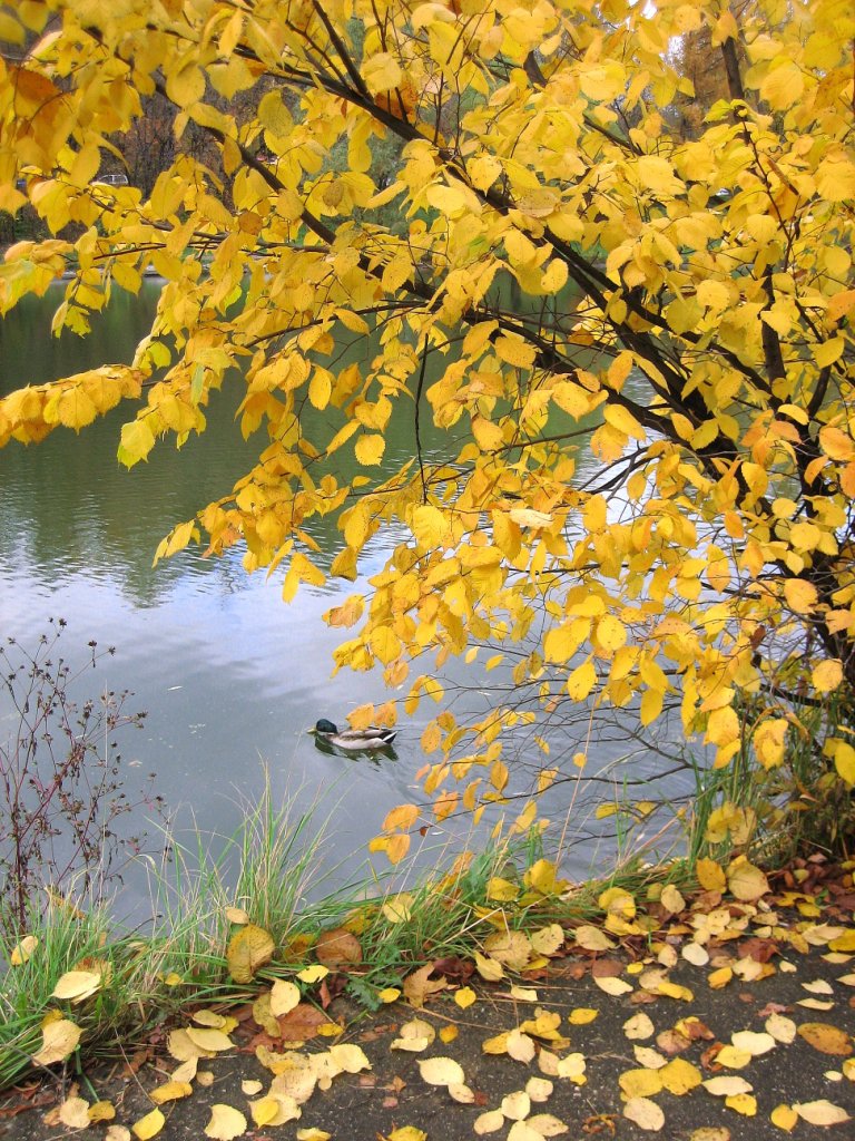 Здравствуй, осень