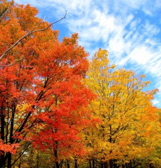 Клен роняет яркий свой наряд...
