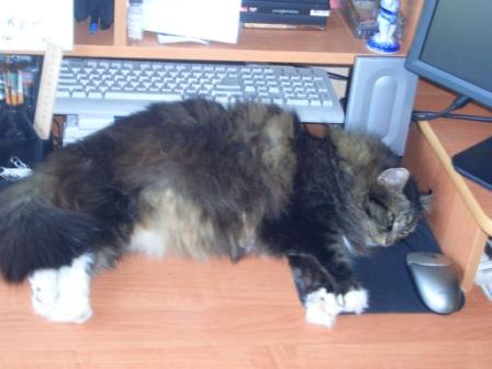 Кто в доме хозяин