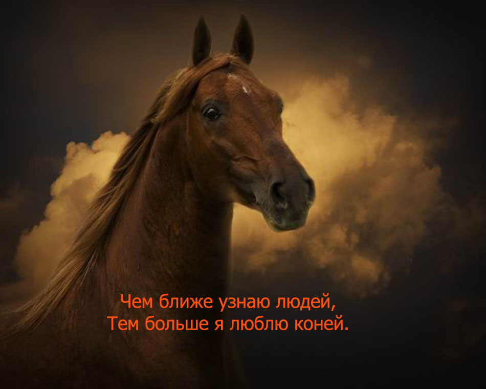 Написал лошадки. Конь коня любит. Конь я люблю тебя. Все люди любят конь.