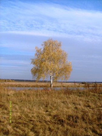 Белая береза