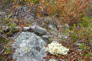 О, Осень ты мне полюбилась...