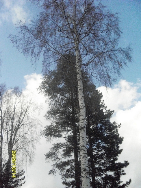 Разбуянилась берёза