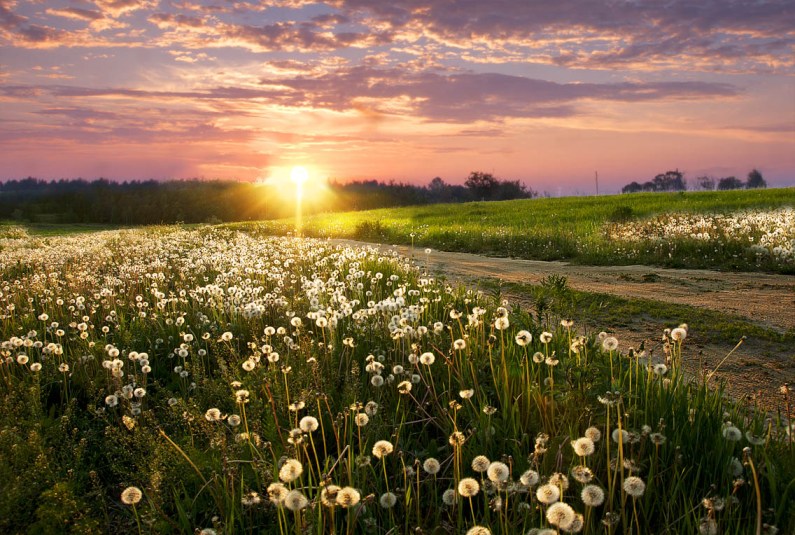 Вчера лишь степь душистая...