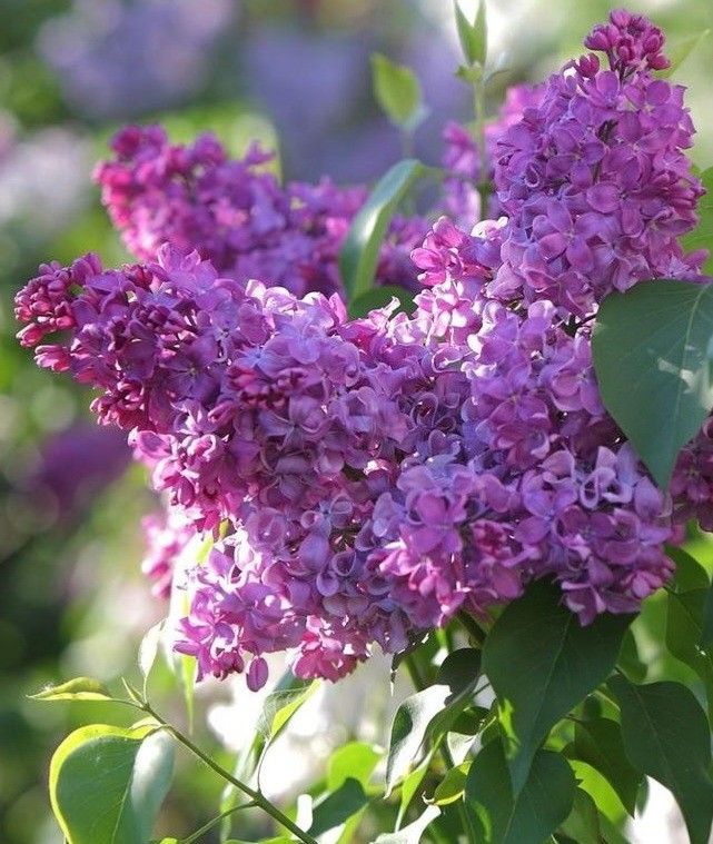 Пламенем любви объяты...