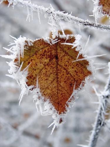 Что будет дальше? ЯС