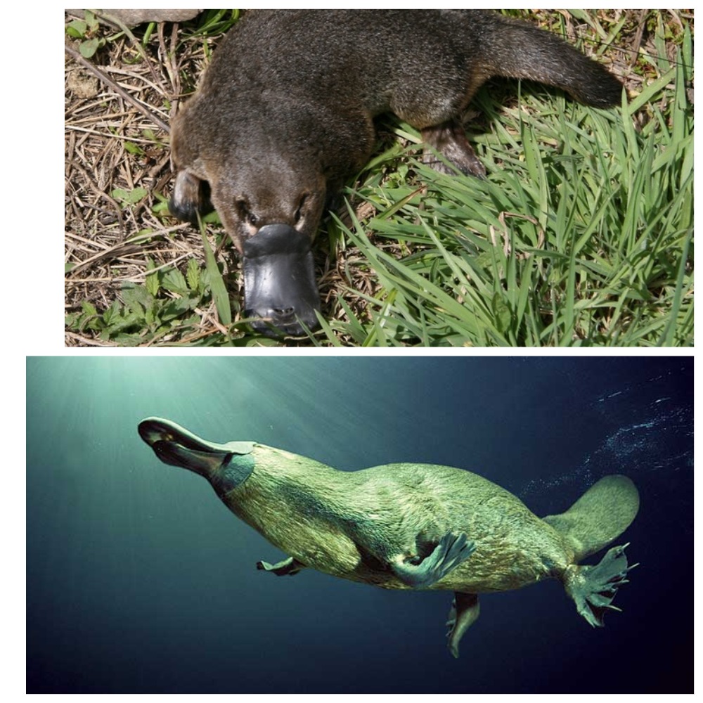 Чей ребенок?