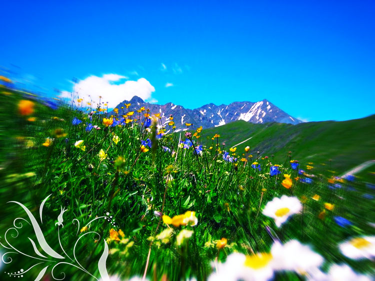 Румыния Альпийские Луга