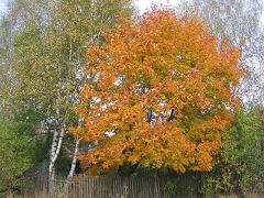 Смерть берёзы