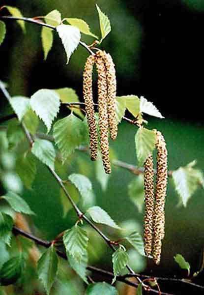 Почему берёзы не стареют