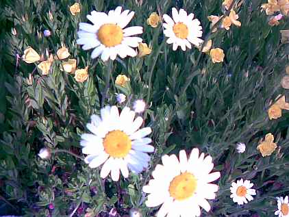 стать ромашкой?