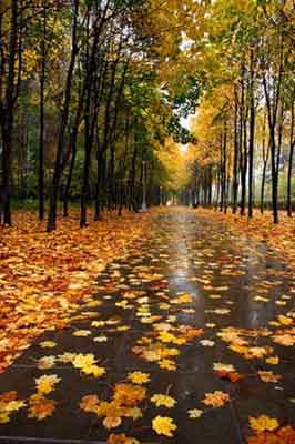 И растаяла желтая осень