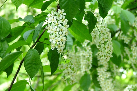 Расцвела черёмуха зимой