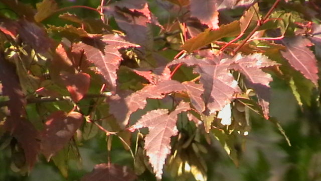 Осень притаилась