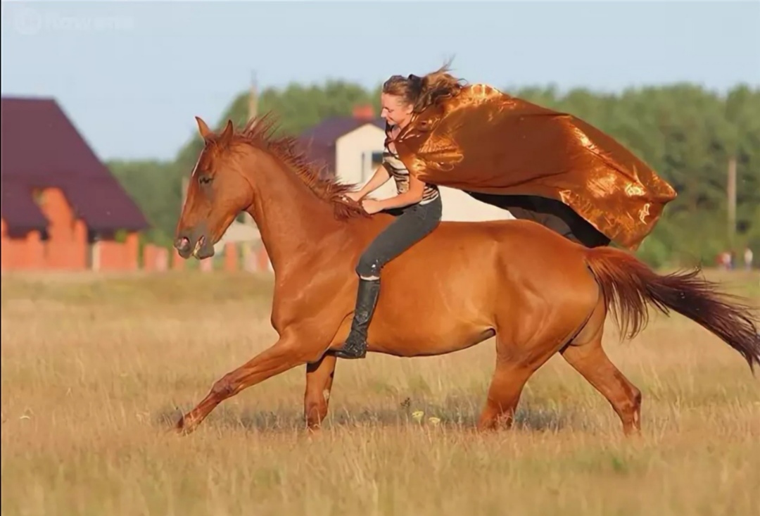 НХ лошади с человеком