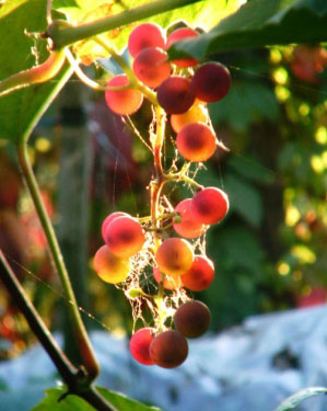 Виноградная косточка