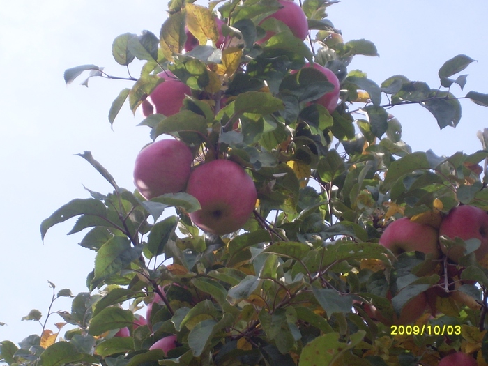 Не хочет осень чаю...