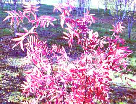 алы карнавалы