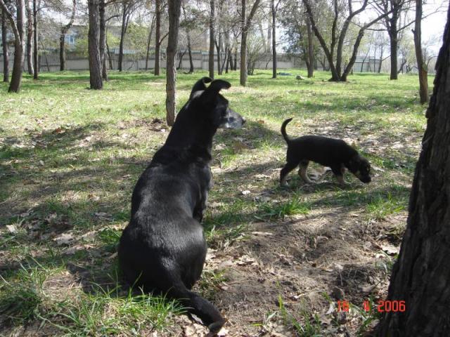 Дворняжий Рок