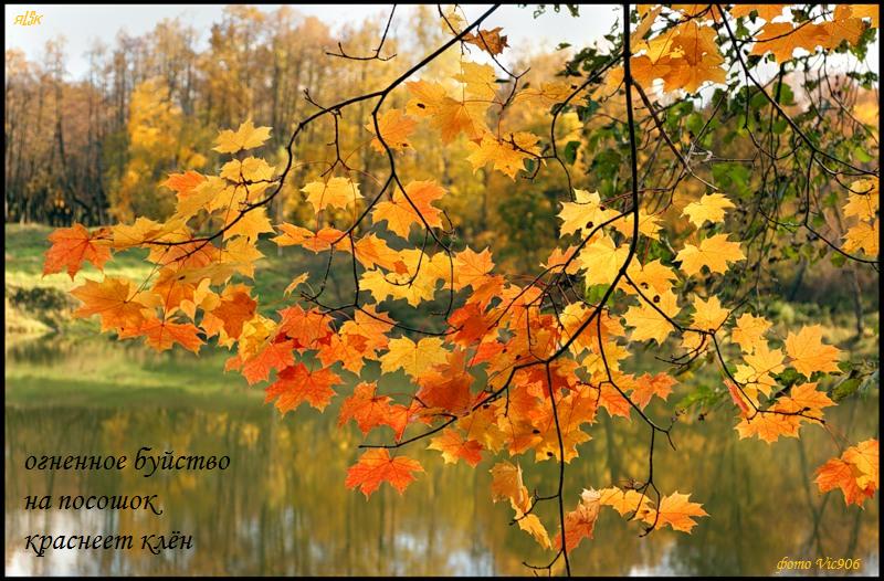 клён - хайга