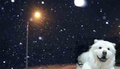 Одуван-блюз для белого пса