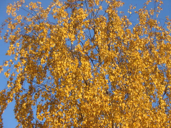 А на Покров пришло тепло