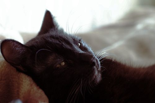 О пользе лени